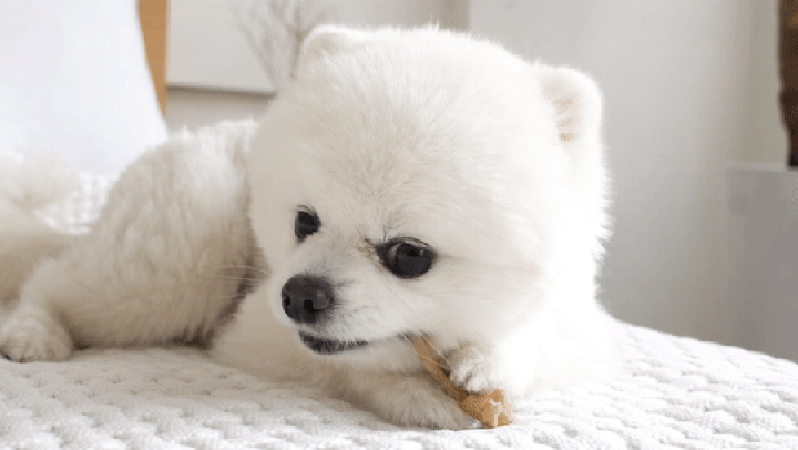 it 츄잇 소형견용 (플레인/산양유)-상품이미지-33