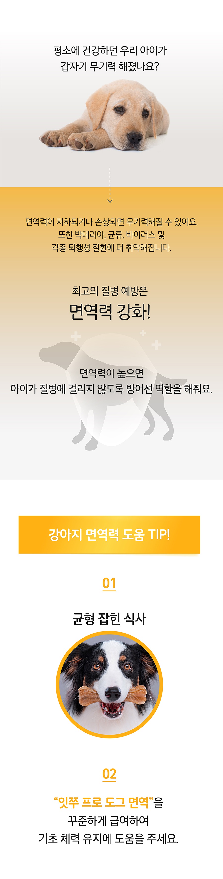 it 잇쭈 프로 도그 면역 (8개입)-상품이미지-2